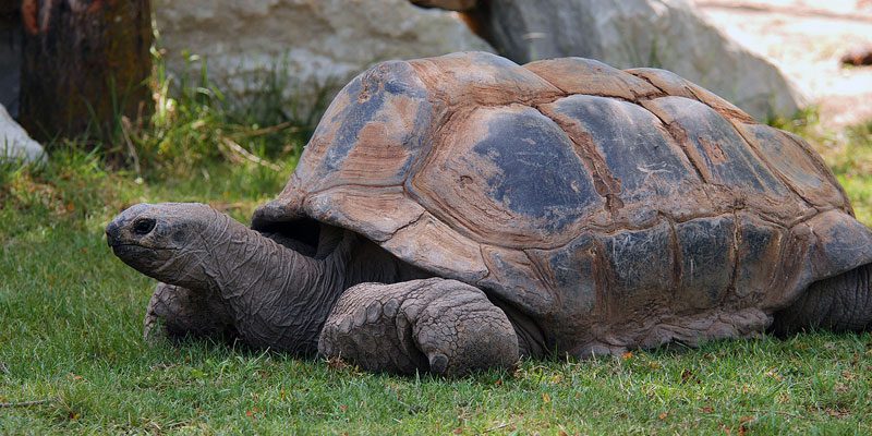 Kansas City Zoo & Aquarium – Image_2