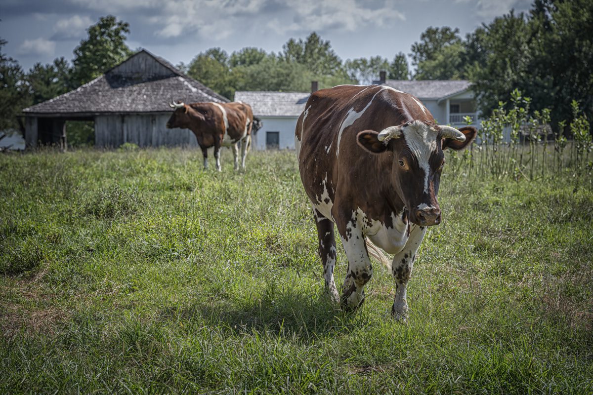 Missouri Town Living History Museum. – Image_3