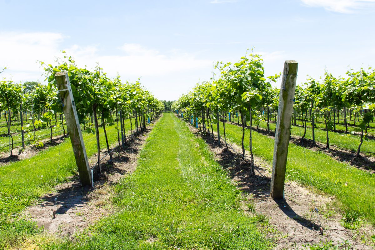 Aubrey Vineyards – Image_3