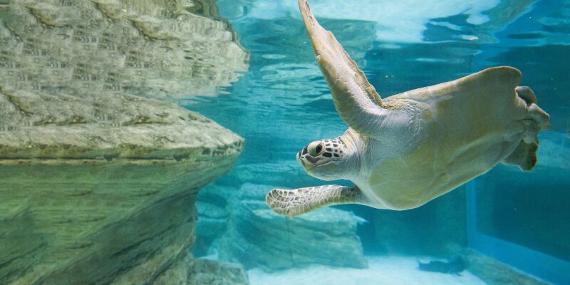 Kansas City Zoo & Aquarium – Image_5