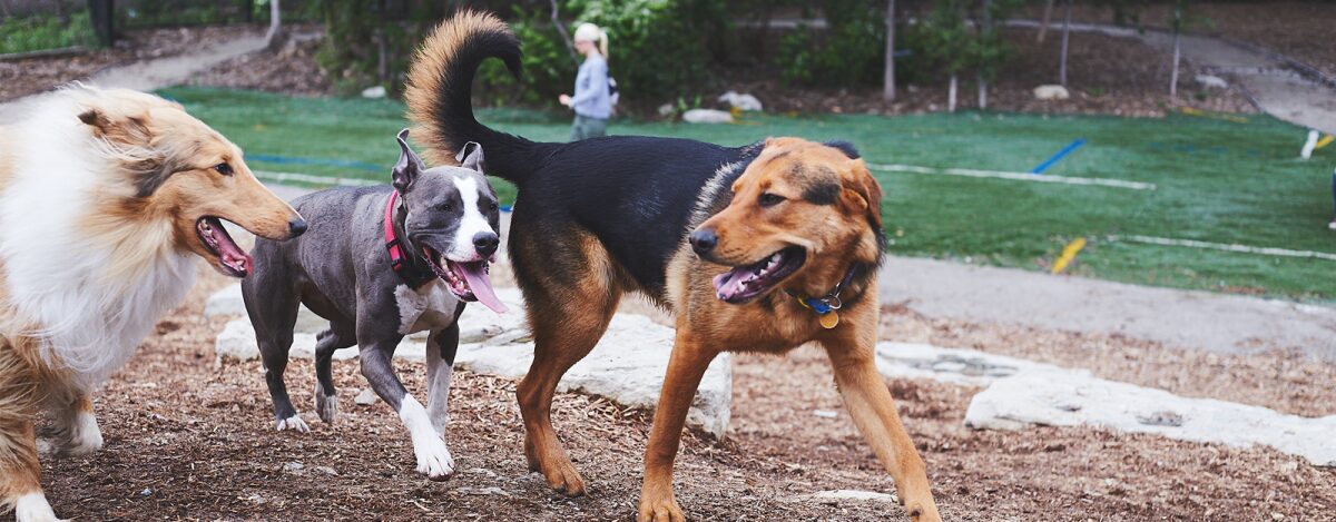 Best Dog Friendly Places in KC