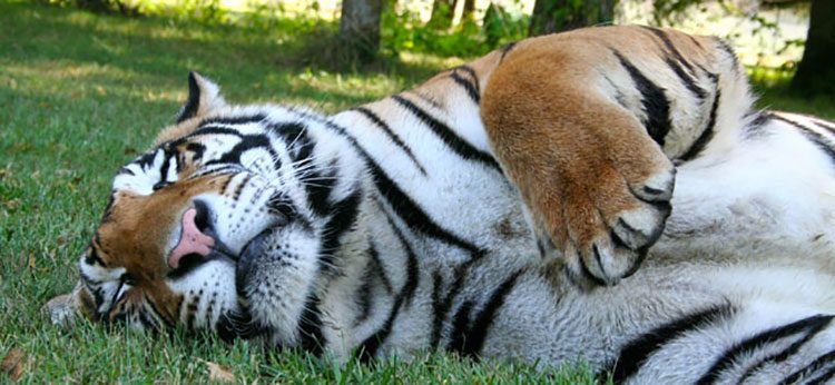 Cedar Cove Feline Sactuary Cedar Cove Feline Sactuary