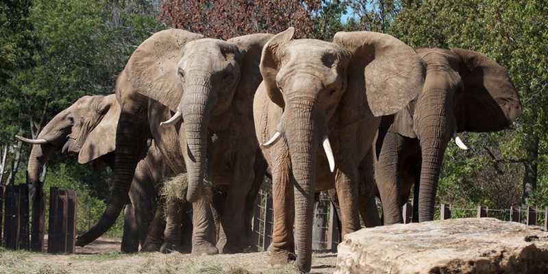 Kansas City Zoo & Aquarium – Image_3