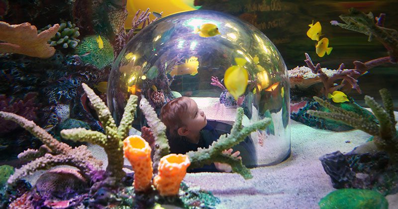 SEA LIFE Aquarium at Crown Center in Kansas City SEA LIFE Aquarium at Crown Center in Kansas City