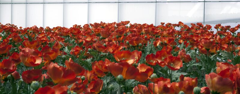 National WWI Museum and Memorial for Veteran's Day in Kansas City