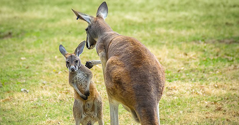 Kangaroos at the Kansas City Zoo Kangaroos at the Kansas City Zoo