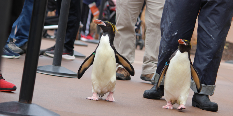 Penguin March at the Zoo – Event_Image [EVENT]
