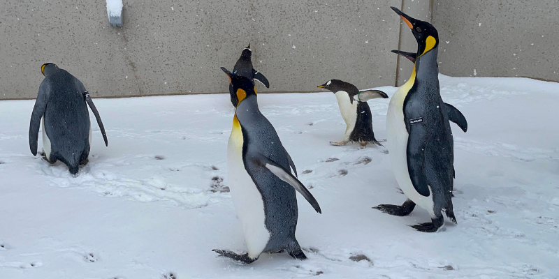 Penguin March at the Zoo – Event_Image2 [EVENT]